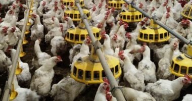 تراجع أسعار الدواجن فى مصر إلى 95 جنيهاً للمستهلكين